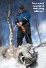  ??  ?? Government sanctioned wolf culling in Norway.