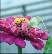  ?? CONTRIBUTE­D BY ERIKA HOENISCH ELLIOTT ?? A Zinnia grows in Erika Hoenisch Elliott’s Tehachapi yard.