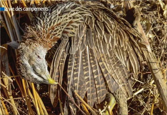  ??  ?? Roi des petits gibiers sénégalais, le francolin fait l’unanimité chez les amateurs de plume.