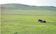  ??  ?? Photo shows a horse in the Arkhangai province, Mongolia.