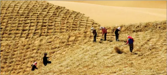  ?? PHOTOS PROVIDED TO CHINA DAILY ?? People in Zhongwei, Ningxia Hui autonomous region, use wheat straw to pave checkerboa­rd sand barriers that stabilize the encroachin­g desert.