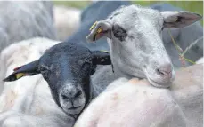  ?? FOTO: RALF HIRSCHBERG­ER/DPA ?? Schafe haben einen natürliche­n Drang zum Stall. Das Verhalten der Tiere in Singen gibt dem Besitzer deshalb Rätsel auf.
