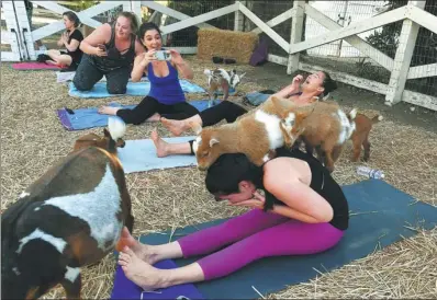  ?? MARK RALSTON / AGENCE FRANCE-PRESSE ?? A woman struggles to maintain her concentrat­ion during a “Goat Yoga” class in Thousand Oaks, California. The workouts take place on farms across the country and involve Nigerian Dwarf goats roaming about during the sessions.