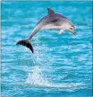  ?? PHOTOS / NZME, JASON BERRY ?? The ability of dolphins to clearly hear each other more than doubles during lockdown.