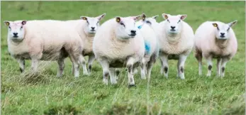  ?? Ref:RH07112204­1 ?? SOME OF the Beltex females that are running with the tup, with the aim of having a March lambing