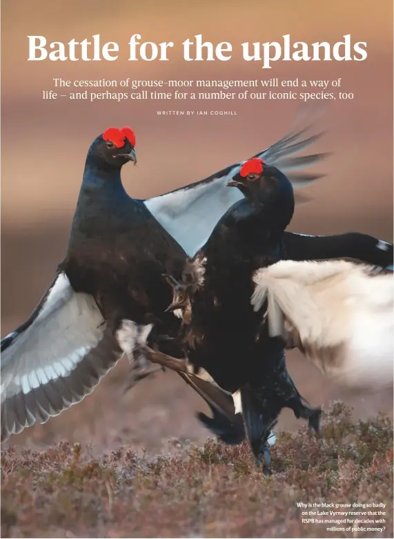  ??  ?? Why is the black grouse doing so badly on the Lake Vyrnwy reserve that the RSPB has managed for decades with
millions of public money?