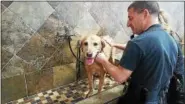  ?? SUBMITTED PHOTO ?? A furry client enjoys his bath time at a Pet Valu bath station.