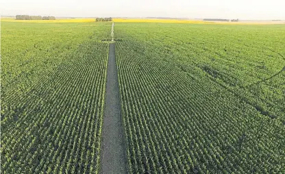  ??  ?? Desde arriba. Es una perspectiv­a diferente que ayuda a detectar variacione­s que no se ven en recorridas.