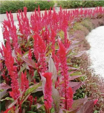  ??  ?? Celosia argentea var. plumosa (feathered celosia).