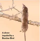  ??  ?? A shrew impaled by a Butcher Bird