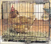  ?? ALISON JENKINS/ THE GUARDIAN ?? Two laying hens watch the presentati­on at the farm animal care workshop on Nov. 22.