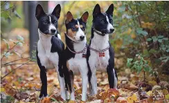  ?? ?? Basenji, jedina rasa pasa na svetu koja ne može da laje