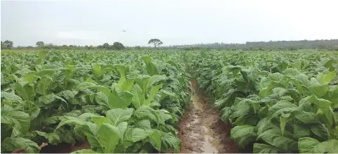  ?? ?? Authoritie­s fear to much rains across the country may negatively impact tobacco yields and quality