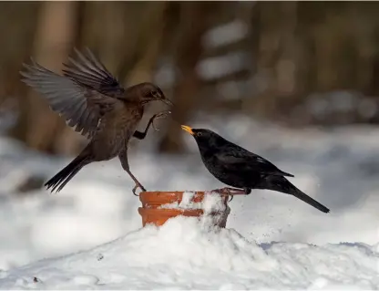  ?? ?? Blackbirds fighting
Olympus OM-D E-M1 Mk lll, 1/4000sec at f/4, ISO 800