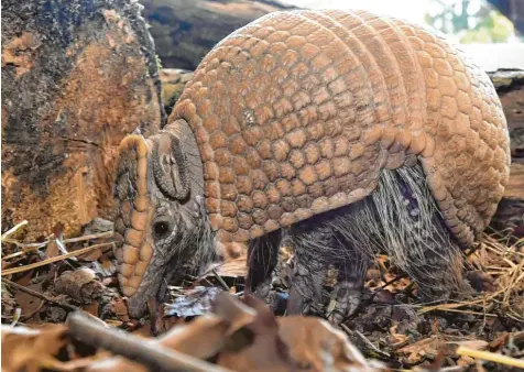  ?? Foto: Ulrich Wagner ?? Der Augsburger Zoo hat einen neuen Bewohner. Seit einem Monat lebt Gürteltier Frodo im Gehege neben den Kapuzinera­ffen. Mit etwas Glück können Besucher das Tier beobachten. Denn im Gegensatz zu anderen Gürteltier­arten ist Frodo auch tagsüber aktiv.