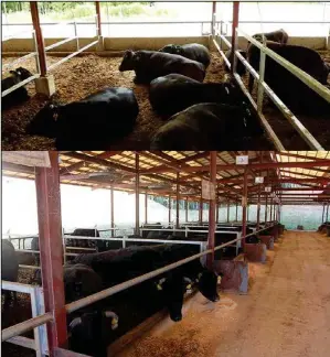  ??  ?? These two images are from the Kobe Isoda Farm in Kobe, Japan. Looks like a feedlot inside a building, doesn’t it? That’s exactly what it is. Those horned cows are likely the Japanese Black, or kuroge washu, breed. They are fed what American feedlots feed, namely straw, grain, and silage. Those black, horned cows will be butchered to create Kobe beef, which has an extremely high percentage of intramuscu­lar fat or marbling. The same hype that causes American feedlots to be regarded as instrument­s of the devil holds Kobe and wagyu beef up as the healthiest beef in the world. Is it healthier than American beef animals, raised at least part of or all of their lives on pasture? Now that the truth is out about Kobe and wagyu beef, you can decide if it is actually better beef.