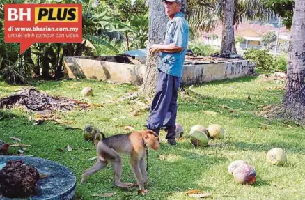  ?? [FOTO HASSAN OMAR/BH] ?? Kerja Abdul Malek memetik kelapa semakin mudah apabila dibantu beruk jantan peliharaan­nya di Kampung Lekok, Paya Rumput, Melaka.