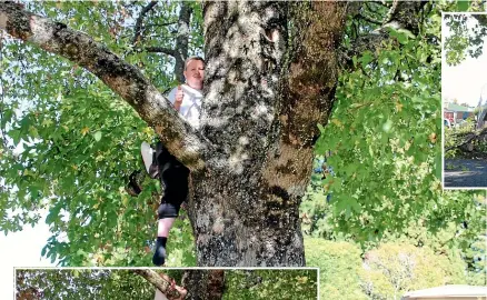  ?? MATTHEW MARTIN/STUFF ?? Jonathan Berry attempted to save a 60-year-old liquid amber tree outside his Dunbar Place home. Left: Contractor­s helped Berry from the tree after he almost fell from its branches.