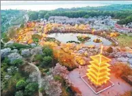  ?? MIAO JIAN / FOR CHINA DAILY ?? Cherry trees blossom in the greenway beside East Lake (in distance) in Wuhan, Hubei province.