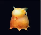  ??  ?? A photo of a dumbo octopus from Nouvian’s book that depicts the extraordin­ary beauty of the deep sea