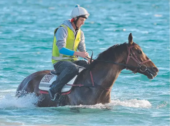  ?? Picture: ROBIN SHARROCK ?? Black Heart Bart is in great shape heading into this weekend’s Kingston Town Classic in Perth.