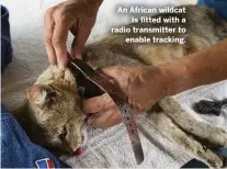  ??  ?? An African wildcat is fitted with a radio transmitte­r to enable tracking.