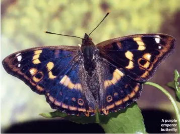  ??  ?? A purple emperor butterfly
• Chelsea Green
• £20 (hardback)