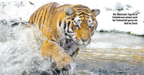  ??  ?? Die Sibirische Tigerin in Schönbrunn nimmt auch bei Schneefall gerne ein Bad im Teich