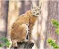  ??  ?? The lynx wildcat has been missing from the British countrysid­e for 1,300 years