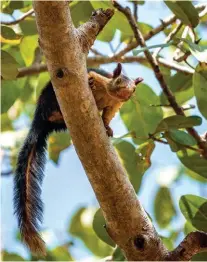  ??  ?? From left: The Indian giant squirrel or Malabar giant squirrel is a resident of Satpura National Park; you can also spot big cats if you are lucky.