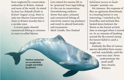  ??  ?? Harbour porpoises are accidental­ly caught and killed by gillnets.