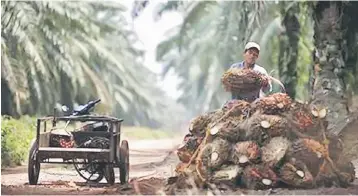  ??  ?? CIMB Research predicted that Malaysian palm oil inventorie­s may have grown by 0.6 per cent month on month (m-o-m) to 1.67 million tonnes at end-December 2016. — Reuters photo