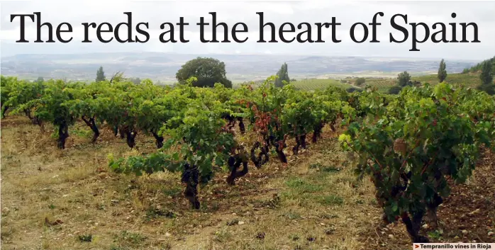  ?? ?? > Tempranill­o vines in Rioja