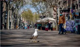  ?? (Sipa) ?? Una gaviota en las Ramblas de Barcelona.