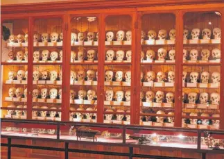  ?? SURGEONS OF PHILADELPH­IA PHOTO COURTESY OFTHE MUTTER MUSEUM OFTHE COLLEGE OF ?? The Mutter Museum began 155 years ago and includes the Hyrtl Skull Collection of 139 skulls, most identified with an individual’s name, place and manner of death.