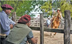  ?? ?? Potential buyers look at a horse during an auction in San Ramón.