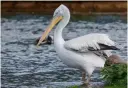  ?? ?? It is vital to ensure that the histogram doesn’t reach the far right side so that detail is retained in the birds white feathers