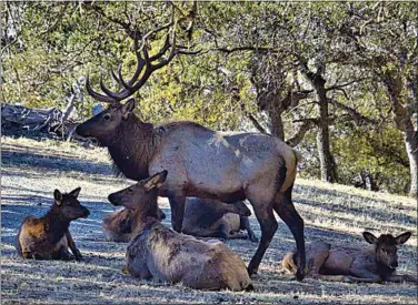  ?? PHOTO BY TOSHIMI KRISTOF ?? The dominant bull of this harem surrounded by his mates and offspring.