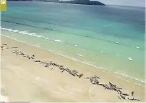  ??  ?? A huge mass beaching of up to 145 whales was discovered on New Zealand beach (DM)