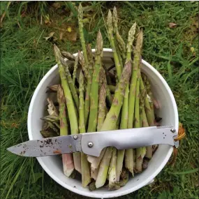  ?? SUBMITTED PHOTO ?? A little rain makes for tasty fresh picked asparagus at Hill Creek Farm.