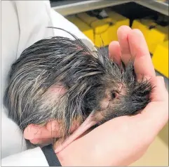  ??  ?? The 102nd kiwi chick to be hatched at the wildlife centre.