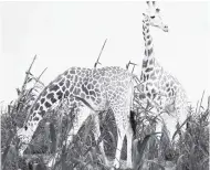  ?? PHOTOS BY PETER ESPEUT ?? Giraffes grazing in a field in Niger.