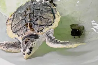  ?? Anglesey Sea Zoo ?? A Kemp’s ridley sea turtle named Tally is returning home to Texas Gulf waters following months of rehabilita­tion after she was found beached in Wales, more than 4,000 miles from home.