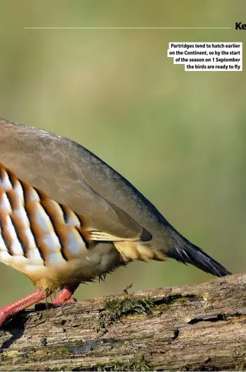  ?? ?? Partridges tend to hatch earlier on the Continent, so by the start of the season on 1 September the birds are ready to fly