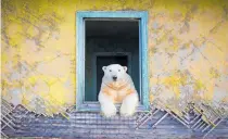  ?? ?? Russian photograph­er Dmitry Kokh’s polar bear in an abandoned house on Kolyuchin, in the Russian High Arctic, was also highly commended.
