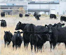  ?? LARRY MACDOUGAL THE CANADIAN PRESS
FILE PHOTO ?? With the Omicron variant spreading, some food processing plants are reporting job vacancy rates as high as 30 per cent, one expert says.