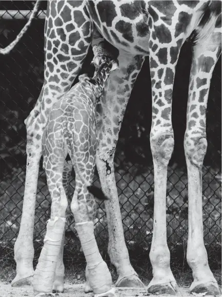  ?? MEMPHIS ZOO ?? With splints, Mashamba the baby giraffe could continue to stand and nurse while her unconventi­onal legs developed into their normal function.
