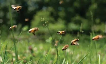  ?? Photograph: Bloomberg/Getty Images ?? Research on neonicotin­oid insecticid­es is said to show evidence of lethal and sublethal effects on bees.