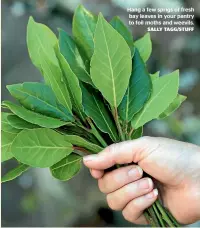  ?? SALLY TAGG/STUFF ?? Hang a few sprigs of fresh bay leaves in your pantry to foil moths and weevils.