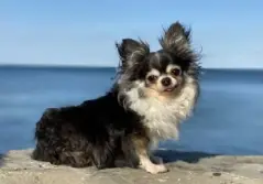  ??  ?? MacKenzie, 6, a long-haired Chihuahua, is the finalist in the shelter category.